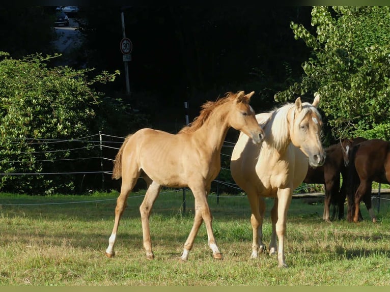 American Quarter Horse Mix Stallone 1 Anno Red dun in Solingen