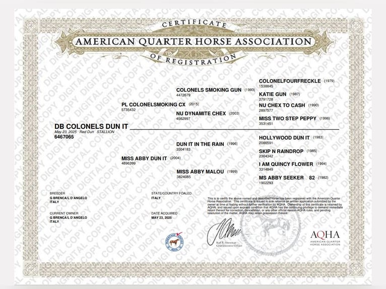 American Quarter Horse Stallone 1 Anno Red dun in Fonte