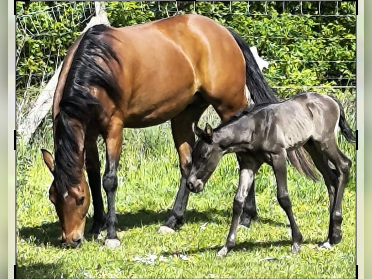 American Quarter Horse Stallone 1 Anno Roano blu in Bassum