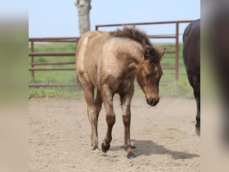 American Quarter Horse Stallone 1 Anno Roano blu in Chowchilla