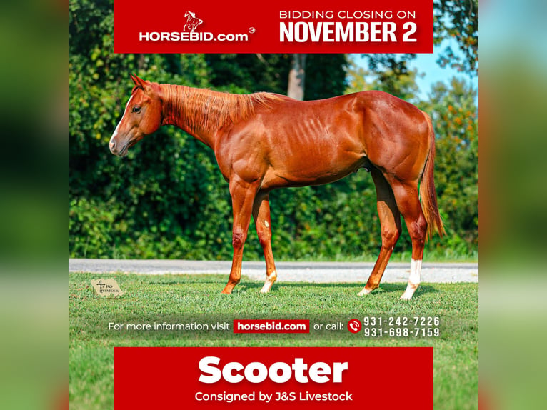American Quarter Horse Stallone 1 Anno Sauro ciliegia in Santa Fe