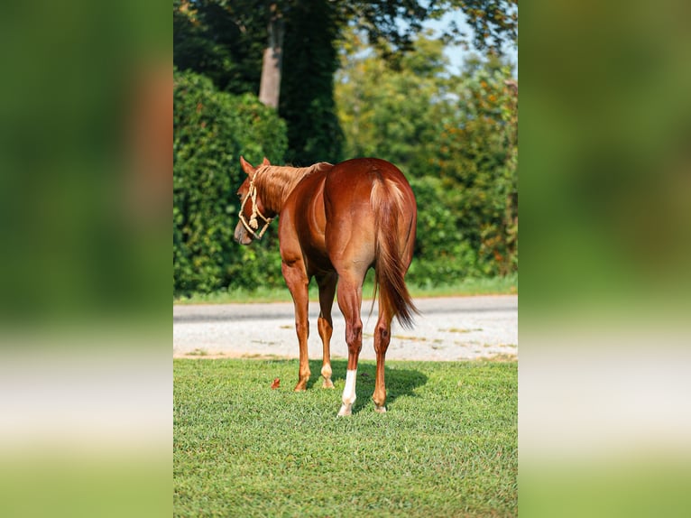 American Quarter Horse Stallone 1 Anno Sauro ciliegia in Santa Fe