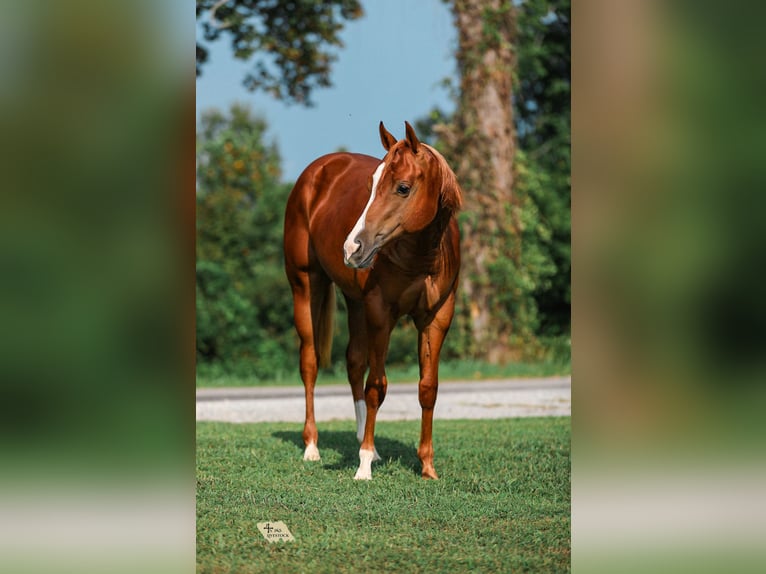 American Quarter Horse Stallone 1 Anno Sauro ciliegia in Santa Fe