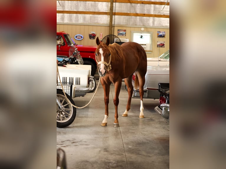 American Quarter Horse Stallone 1 Anno Sauro ciliegia in Santa Fe