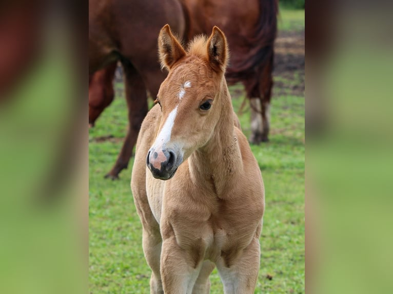 American Quarter Horse Stallone 1 Anno Sauro ciliegia in Iszkaszentgyörgy