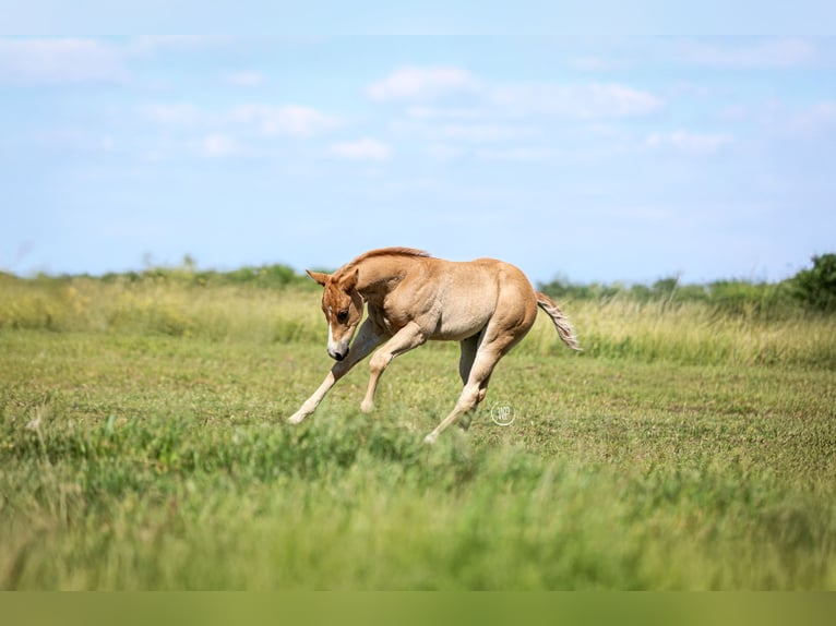 American Quarter Horse Stallone 1 Anno Sauro ciliegia in Iszkaszentgyörgy