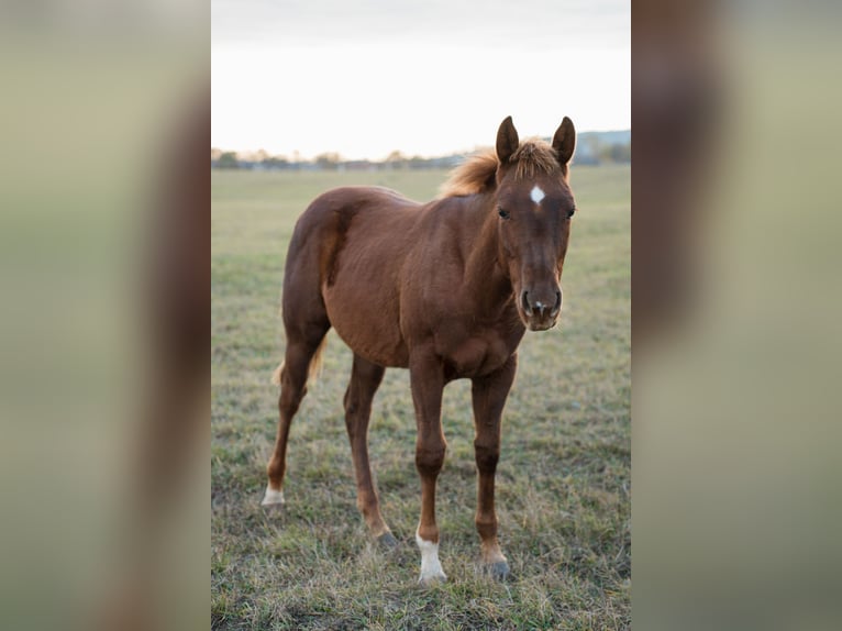 American Quarter Horse Stallone 1 Anno Sauro ciliegia in Iszkaszentgyörgy
