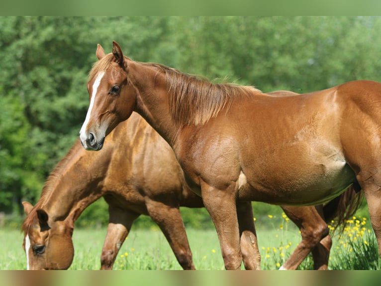 American Quarter Horse Stallone 1 Anno Sauro in Nieuwrode