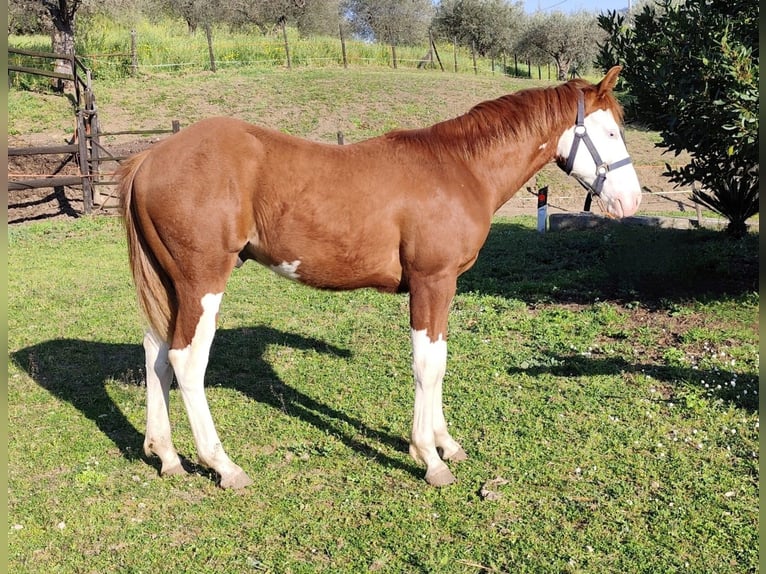 American Quarter Horse Stallone 1 Anno Sauro in Fonte