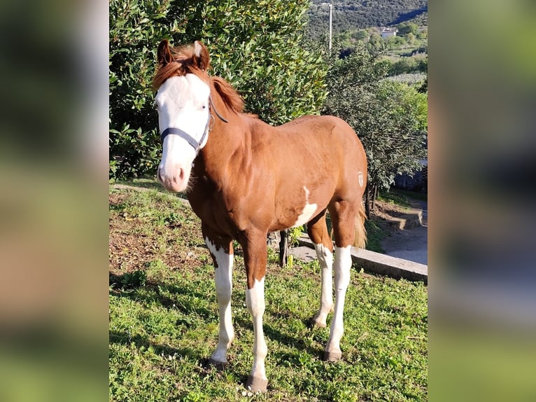 American Quarter Horse Stallone 1 Anno Sauro in Fonte