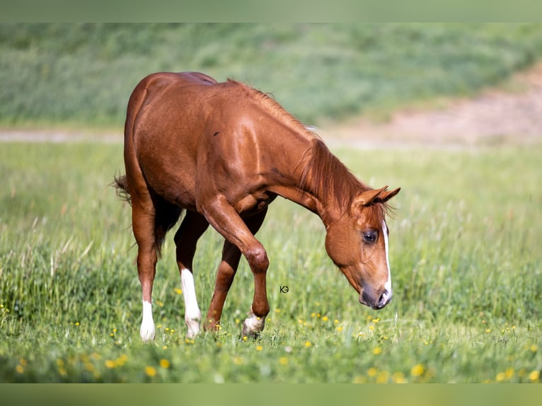 American Quarter Horse Stallone 1 Anno Sauro in Stadl-Hausruck