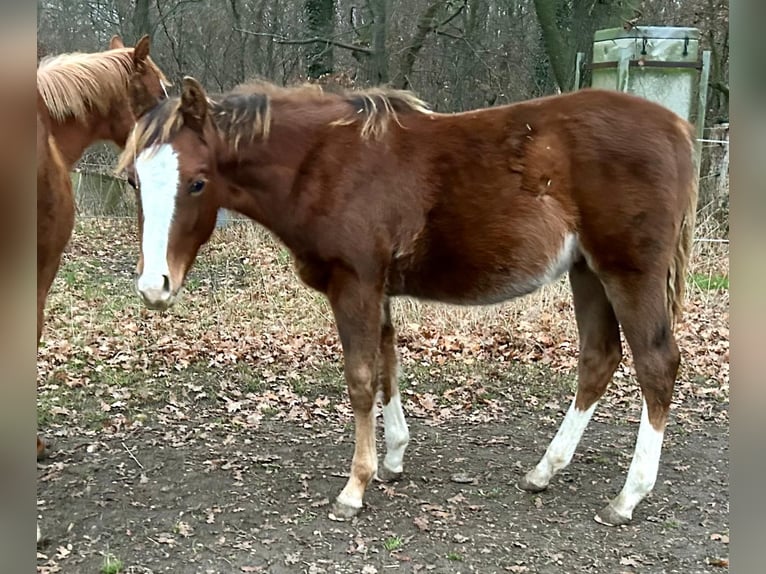American Quarter Horse Stallone 1 Anno Sauro scuro in Wolfsburg