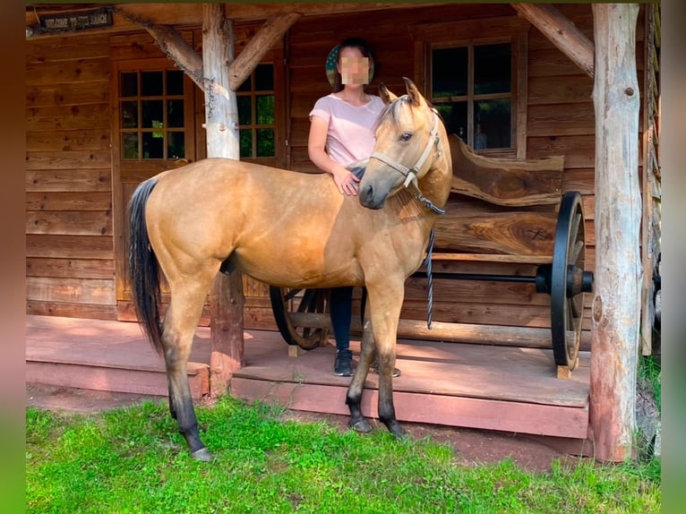 American Quarter Horse Stallone 2 Anni 130 cm Pelle di daino in Sulzdorf an der Lederhecke