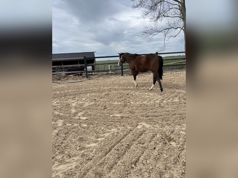 American Quarter Horse Stallone 2 Anni 135 cm Baio in Nieuw Beerta