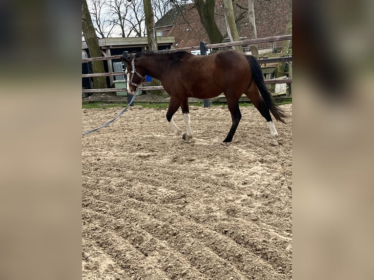 American Quarter Horse Stallone 2 Anni 135 cm Baio in Nieuw Beerta