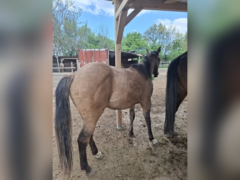 American Quarter Horse Stallone 2 Anni 140 cm Dunalino in Wien, Donaustadt