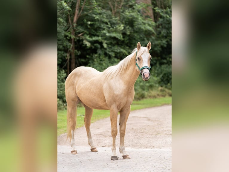 American Quarter Horse Stallone 2 Anni 140 cm Palomino in Lelystad