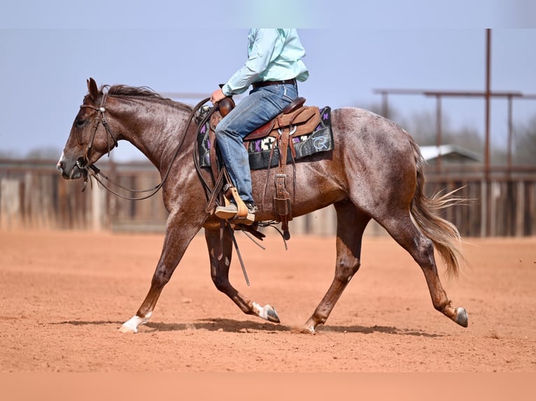 American Quarter Horse Stallone 2 Anni 142 cm Roano rosso in Waco