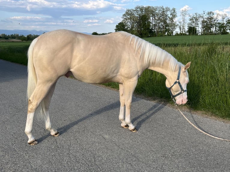 American Quarter Horse Stallone 2 Anni 144 cm Perlino in Kappelen