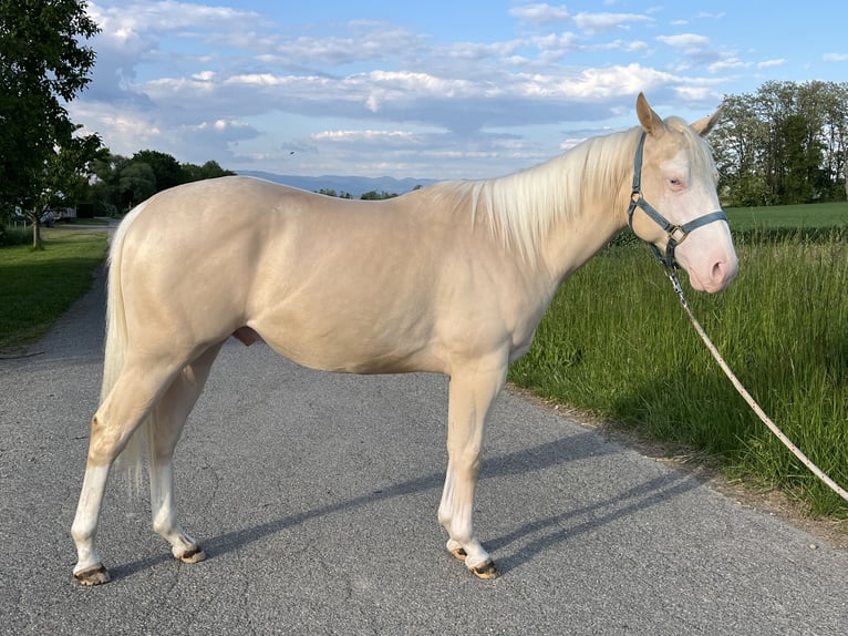 American Quarter Horse Stallone 2 Anni 144 cm Perlino in Kappelen