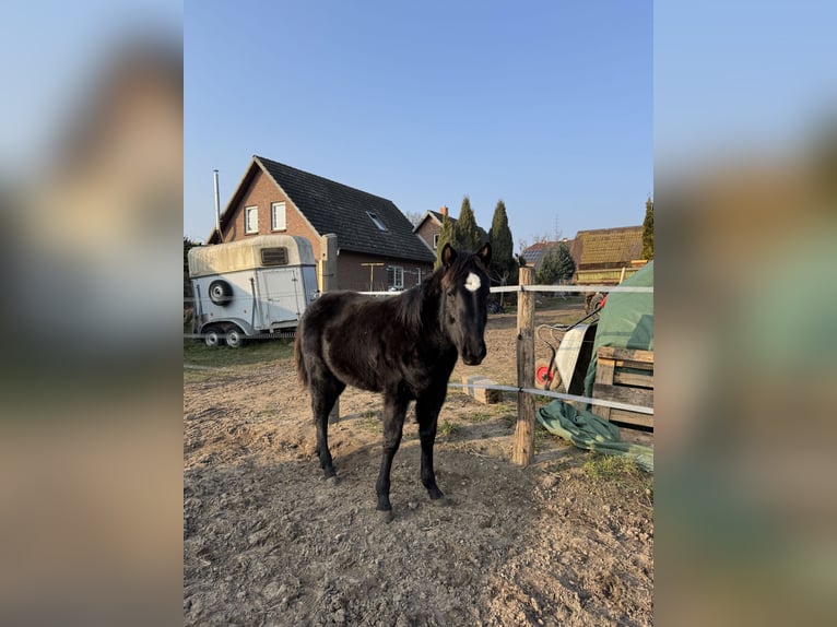 American Quarter Horse Stallone 2 Anni 145 cm Morello in Brunn