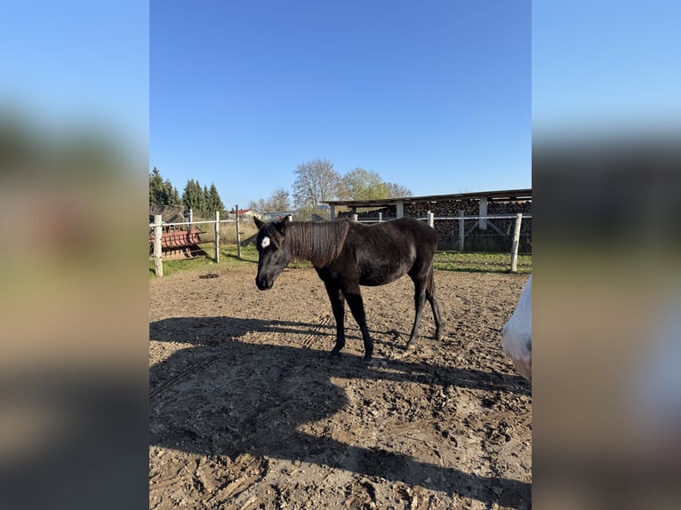 American Quarter Horse Stallone 2 Anni 145 cm Morello in Brunn