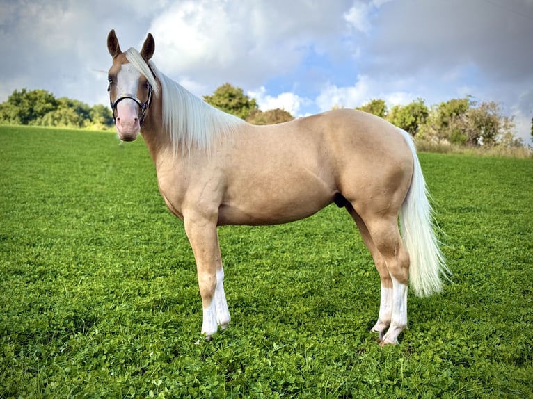 American Quarter Horse Stallone 2 Anni 145 cm Palomino in Liebenau