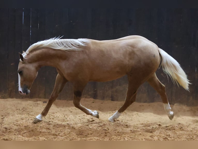 American Quarter Horse Stallone 2 Anni 145 cm Palomino in Whitesboro