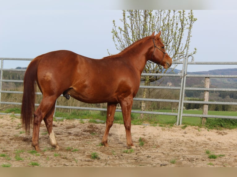 American Quarter Horse Stallone 2 Anni 145 cm Sauro in Gerolstein