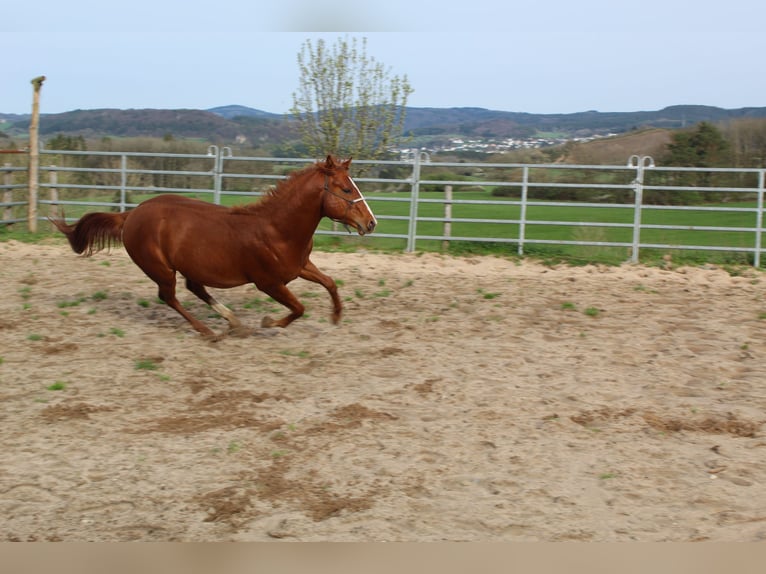 American Quarter Horse Stallone 2 Anni 145 cm Sauro in Gerolstein