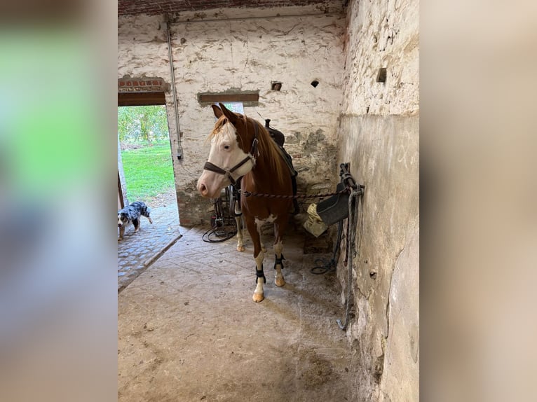 American Quarter Horse Stallone 2 Anni 145 cm Sauro scuro in Froyennes