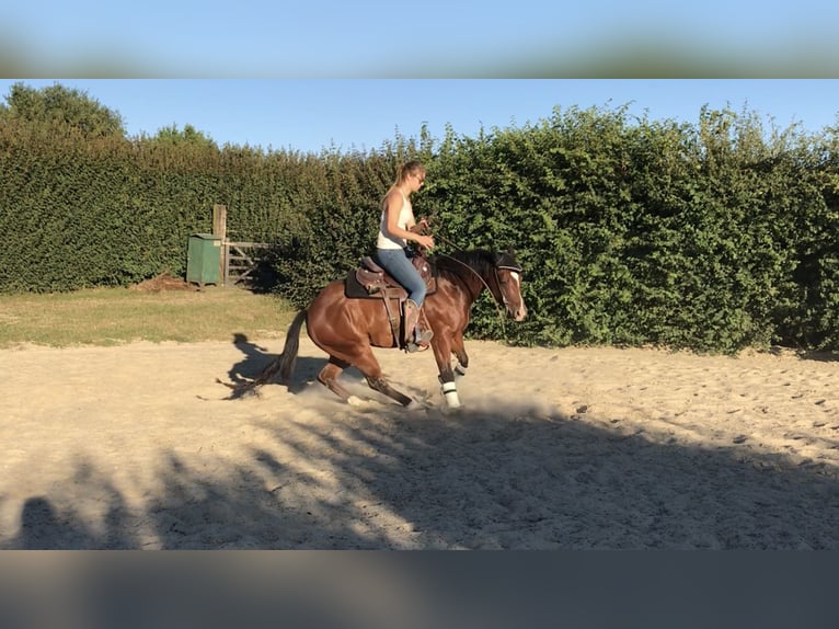 American Quarter Horse Stallone 2 Anni 146 cm Palomino in Rhede