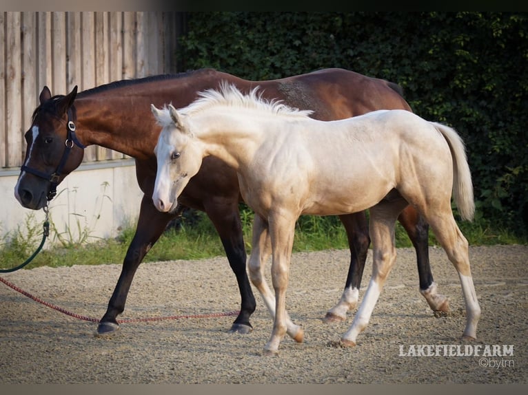 American Quarter Horse Stallone 2 Anni 146 cm Palomino in Rhede