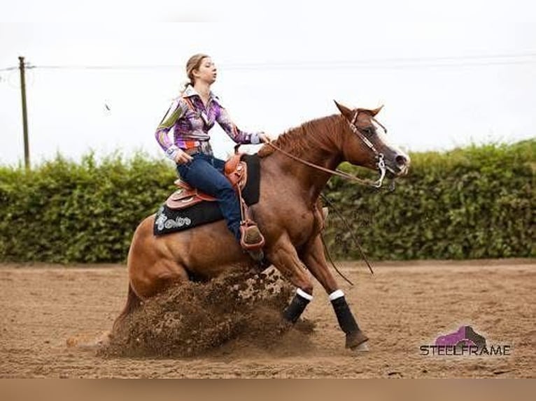 American Quarter Horse Stallone 2 Anni 146 cm Palomino in Rhede
