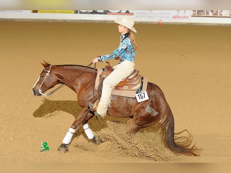 American Quarter Horse Stallone 2 Anni 146 cm Palomino in Rhede