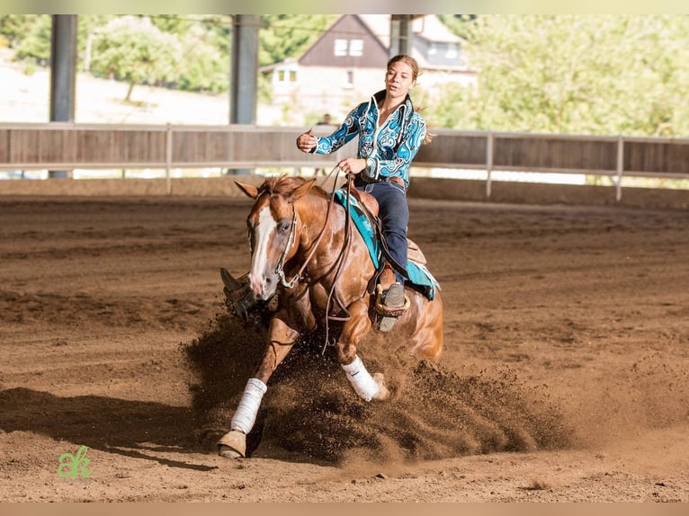 American Quarter Horse Stallone 2 Anni 146 cm Palomino in Rhede