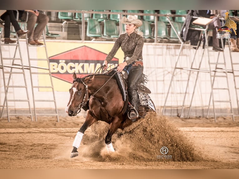 American Quarter Horse Stallone 2 Anni 146 cm Palomino in Rhede