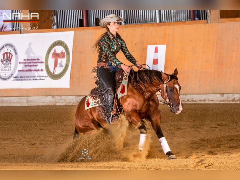 American Quarter Horse Stallone 2 Anni 146 cm Palomino in Rhede