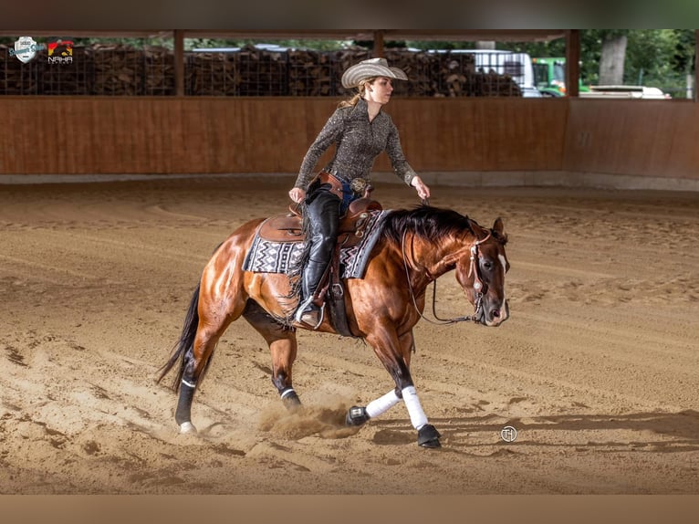 American Quarter Horse Stallone 2 Anni 146 cm Palomino in Rhede