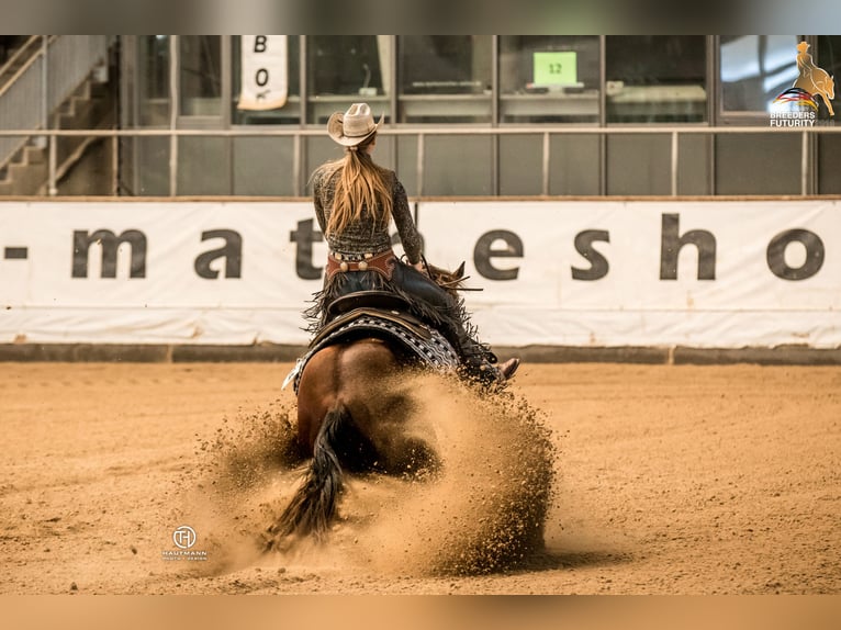 American Quarter Horse Stallone 2 Anni 146 cm Palomino in Rhede