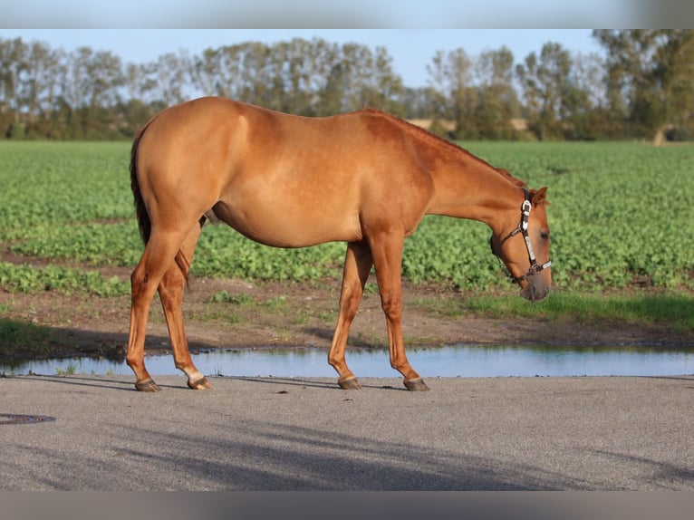 American Quarter Horse Stallone 2 Anni 146 cm Red dun in Nienhagen