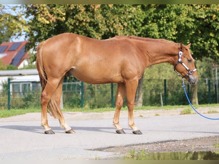 American Quarter Horse Stallone 2 Anni 146 cm Sauro ciliegia in Nienhagen