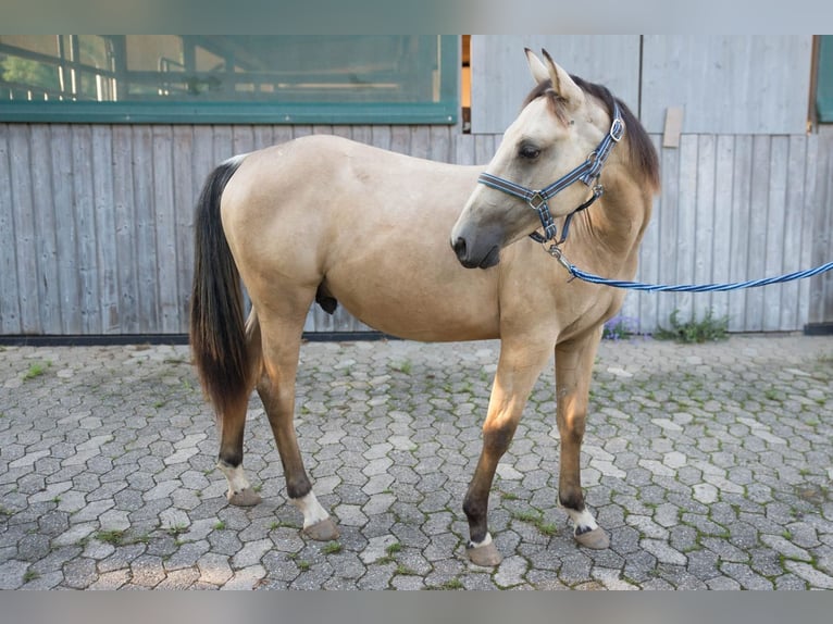 American Quarter Horse Stallone 2 Anni 147 cm Pelle di daino in Niedersayn