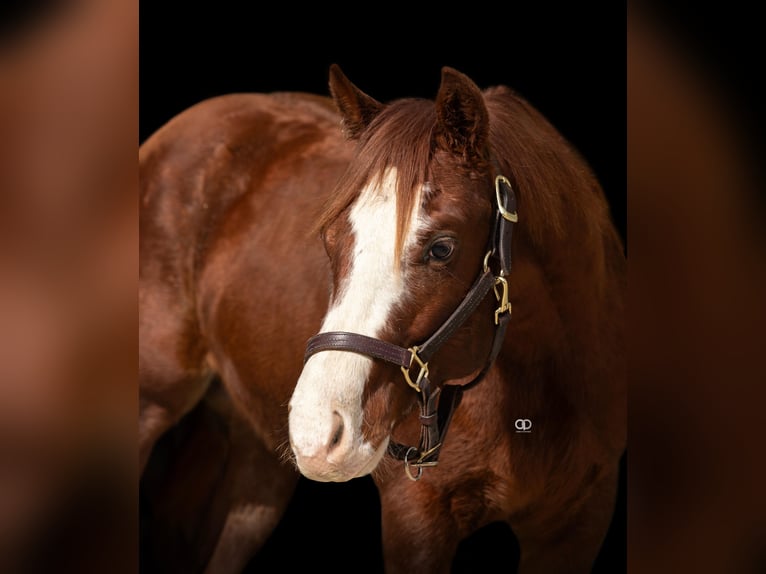 American Quarter Horse Stallone 2 Anni 147 cm Sauro in Castelnovo di Sotto