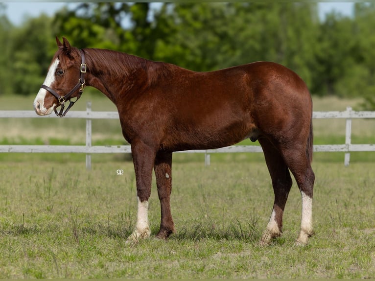 American Quarter Horse Stallone 2 Anni 147 cm Sauro in Castelnovo di Sotto