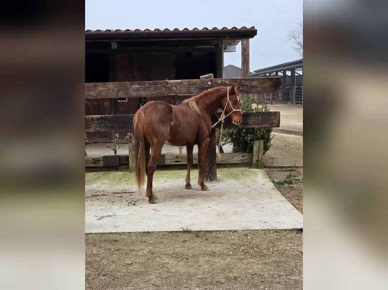American Quarter Horse Stallone 2 Anni 147 cm Sauro in Lonato