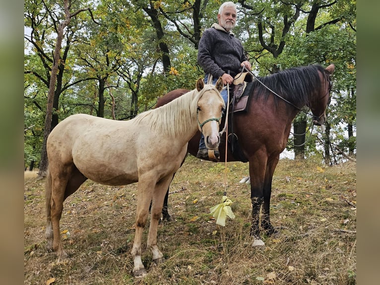American Quarter Horse Stallone 2 Anni 148 cm Palomino in Müglitztal