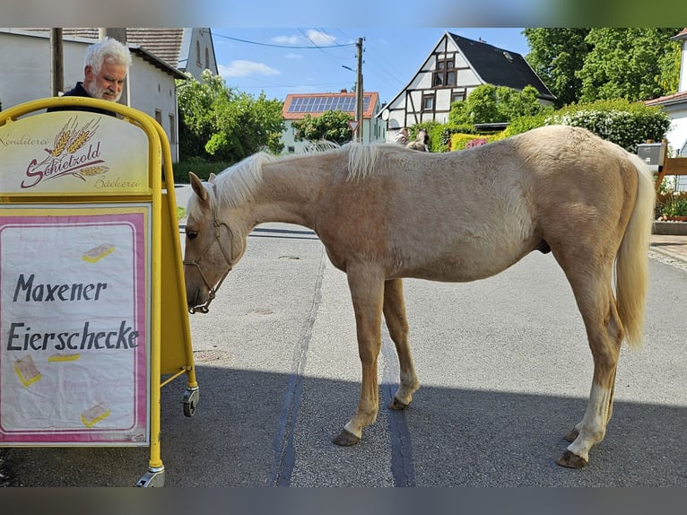 American Quarter Horse Stallone 2 Anni 148 cm Palomino in Müglitztal