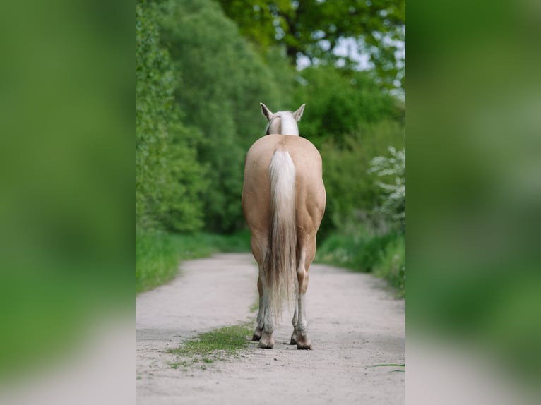 American Quarter Horse Stallone 2 Anni 148 cm Palomino in Neukalen