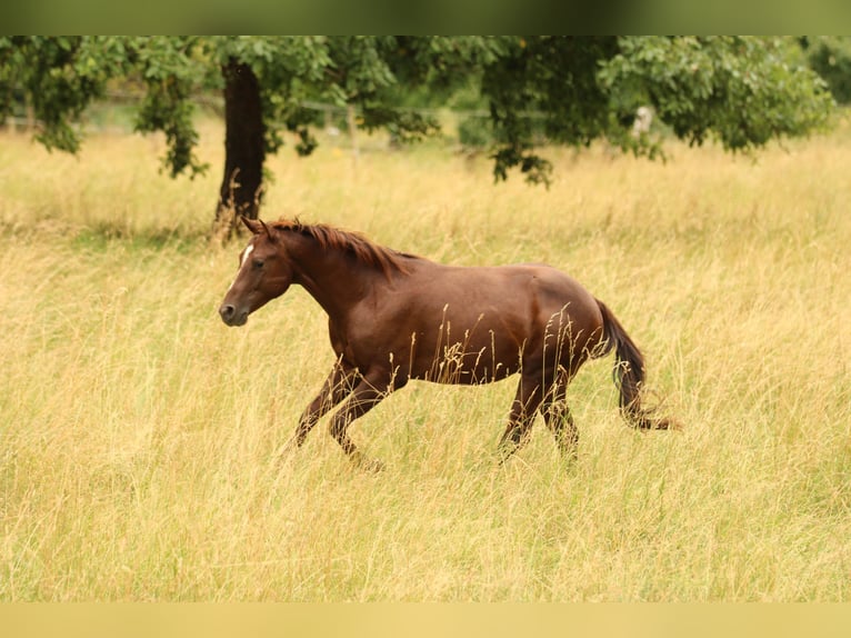 American Quarter Horse Stallone 2 Anni 148 cm in Waldshut-Tiengen